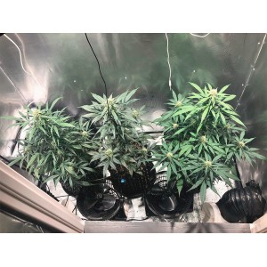 Critical Neville Haze 2.0. Photo 2 Critical Neville Haze 2.0. Photo 2